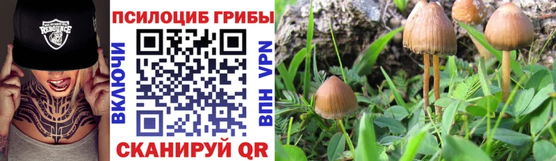 Псилоцибиновые грибы Psilocybine cubensis  Волосово 
